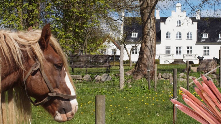 Tegn og mal dyr, natur og landskaber
