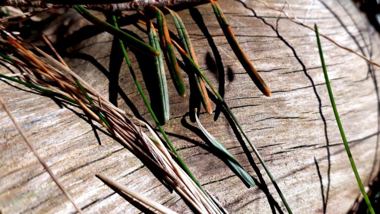 Jordbunden: Hastigheder og handling