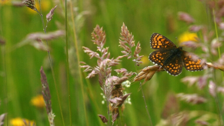 Film & Folk: Organiseret vildskab