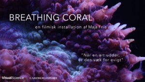 Korallerne Kommer