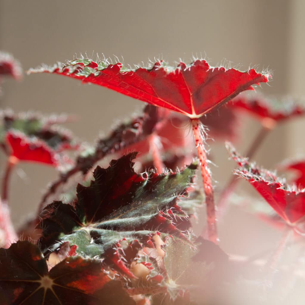 Narva North cover kvadrat