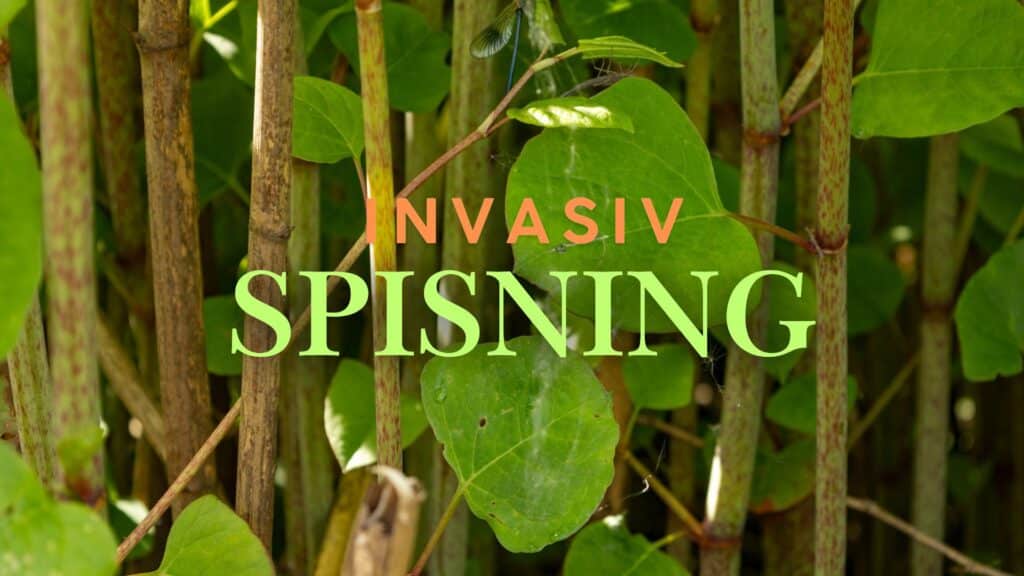 Invasiv spisning
