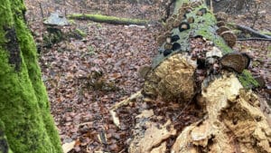 Seven Seconds – We are all Lichens | Work in progress