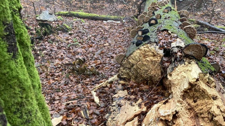 Seven Seconds – We are all Lichens | Work in progress