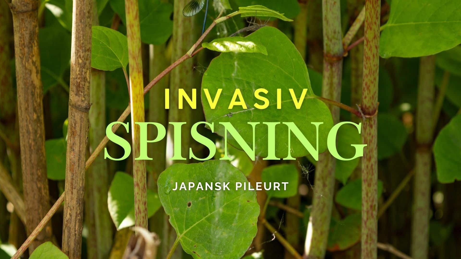 Invasiv spisning – japansk pileurt