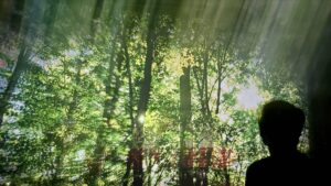 Showcase: Komorebi – en digital skovtur